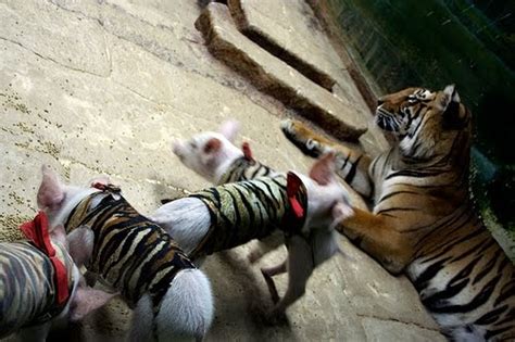 Zoo News Digest Tiger Rears Piglets