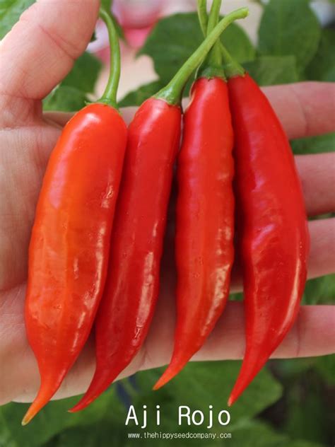 Aji Rojo Chilli Seeds Stuffed Peppers Capsicum