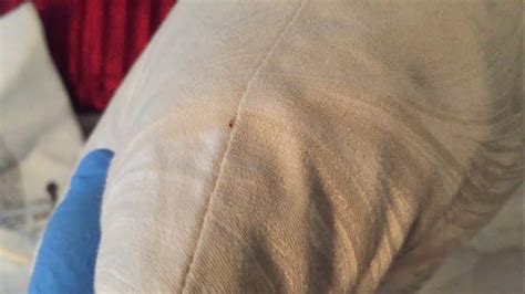 Bed Bugs Throw Pillow Youtube