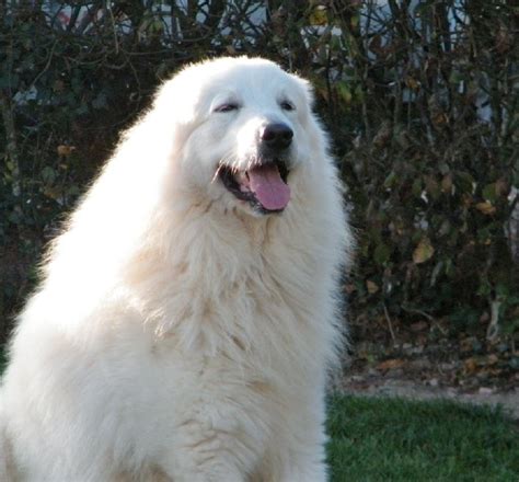 Malgré son allure de gros toutou, il est doté d'un caractère fort et d'un certain sens de l'autorité et de l'indépendance. Chien - Elevage Les Patous de la Cascade de Couplan ...