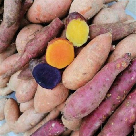 Ready Stock Sweet Potatokeledek Ubi Maduubi Manis Orangeyellow
