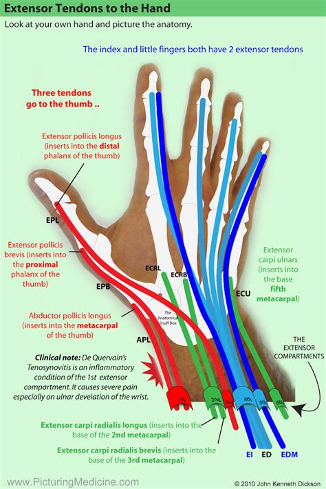 Notably displays the transverse carpal ligament (flexor retinaculum) and the palmar fascia. The Extensor Tendons. Try to recognise the patterns (highlight using different colours) as this ...