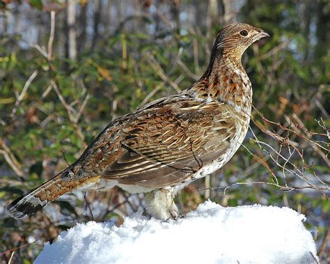 Ruffed Grouse Winter Stump Perch Photograph By Timothy Flanigan Pixels