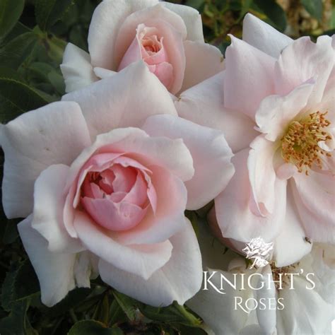 Many Happy Returns Buy This Rose Online Knights Roses Australia
