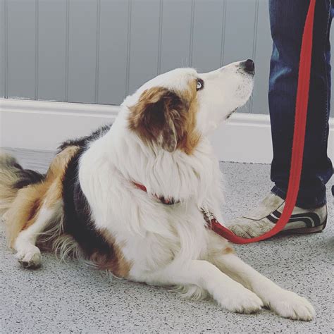 About Us - Positive Pet Training, Vet Behaviourist & Dog Trainer