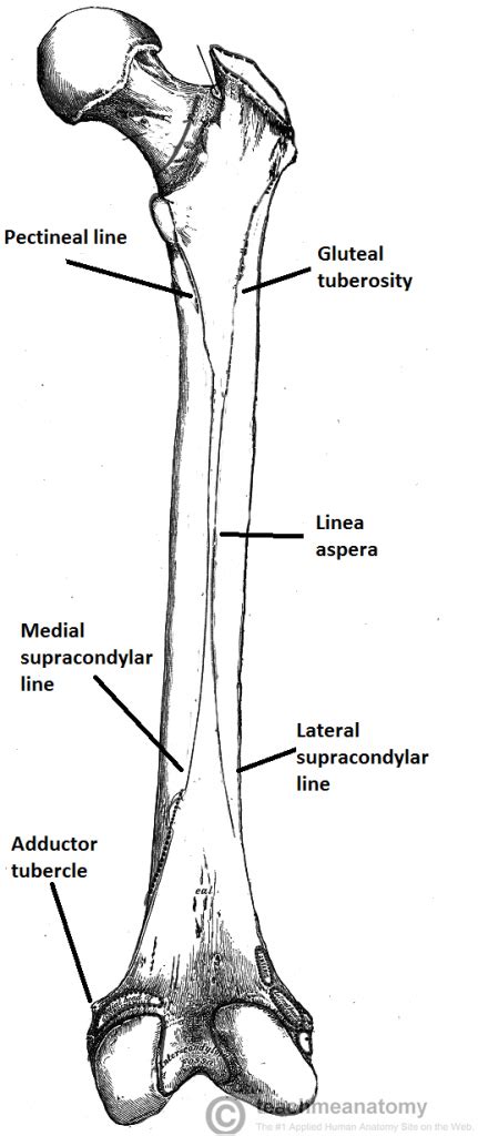 Femur Anatomy And Attachments Bone And Spine