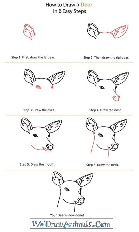 How To Draw Deer Head Step By Step At Drawing Tutorials