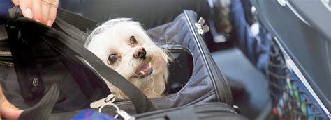 What will your baggage fees be with american airlines? PET TRAVEL - EXCESS BAGGAGE OR MANIFESTED CARGO ...