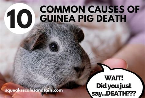 10 Common Causes Of Guinea Pig Death Piggie Parents Weigh In