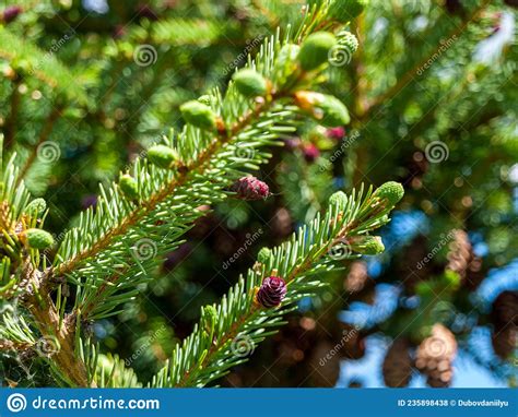 Still Unripe Young Cones Of Evergreen Pine Spruce Close Up
