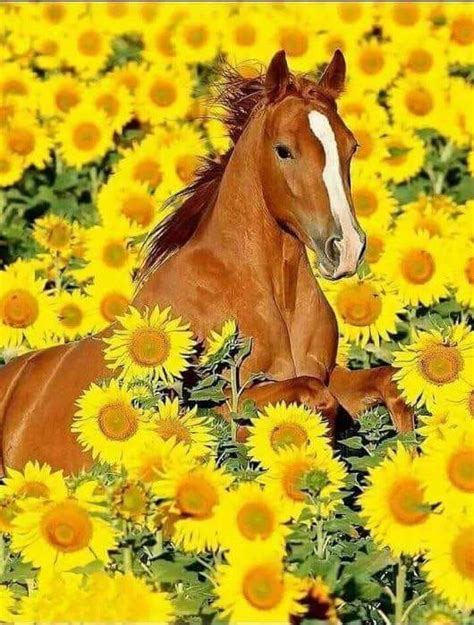 Sunflower Field Cute Horses Cute Cows Pretty Horses Horse Love