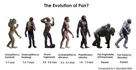 Pan And Gorilla Ancestors