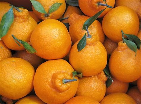 Jeju Hallabong Orange T Box 3kg — Momobud