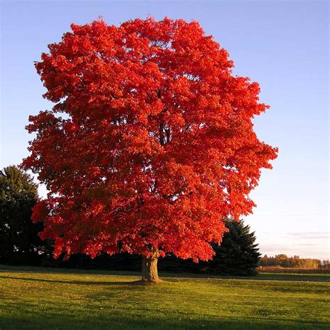 Red Sunset® Maple Trees For Sale