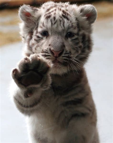 Tiger Baby Atbreakcom