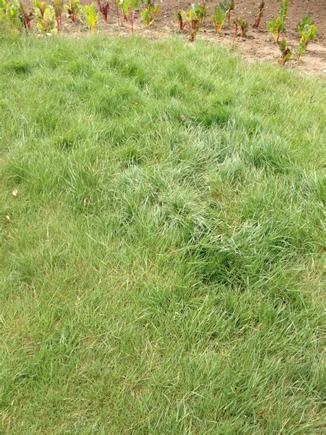 Native Bentgrass From S Seed A No Mow Grass That Is Perfect For A