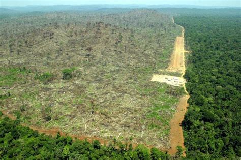 Amazon Forest Before And After Amazon Rainforest Deforestation