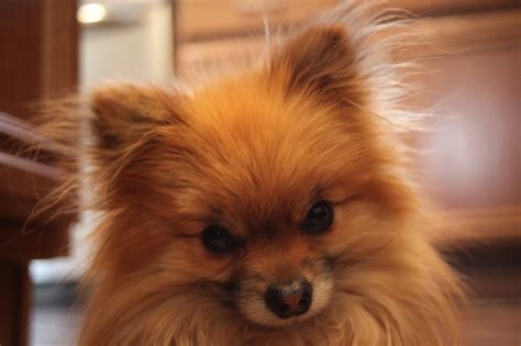Jun 06, 2019 · the papillon dog tends to live a fairly long life. How long do Pomeranians Live? | Pommy Mommy