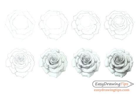 Rose Drawing Step By Step Roses Drawing Rose Outline Drawing Rose