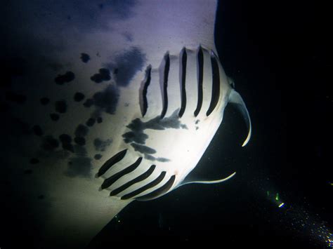 Animal Encounters 10 — Dancing Ufos Of The Ocean Manta Rays Maho On