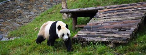 Chengdu Tours Trip To Visit The Home Of Giant Pandas