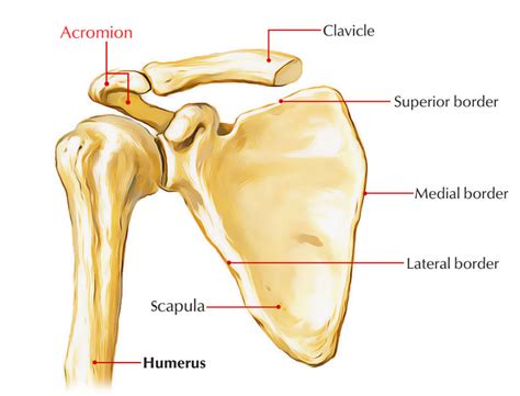 Structure Of Acromion Process Shoulder Anatomy Body Bones Human