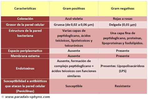 Diferencias Entre Bacterias Gram Positivas Y Gram Negativas