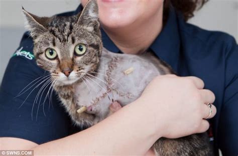 This is a situation whereby the bone is split into two parts, exposing the tibia. Trapped cat found alive under front carriage of train ...