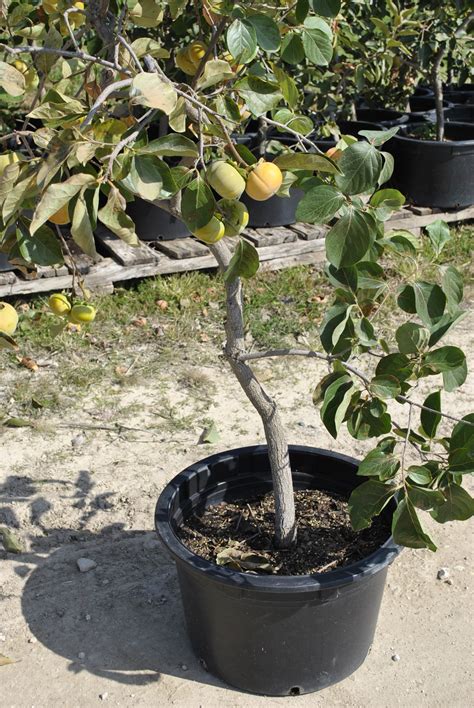 Tropical fruit trees enjoy mild winters, producing sweet fruit in warm temperatures. Growing Fruit Trees in Containers, Part 2 - Stark Bro's