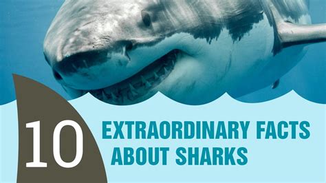 10 Extraordinary Facts About Sharks Youtube