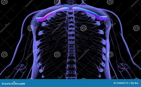 Human Skeleton Anatomy Clavicle Bones 3d Rendering Stock Illustration