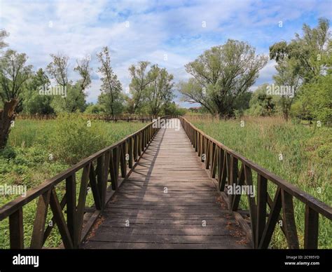Green Landscape Of Kopacki Rit National Park And Beautiful Wooden