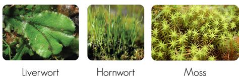 Bams do not reproduce in quite the same way. Nonvascular Plants ( Read ) | Biology | CK-12 Foundation