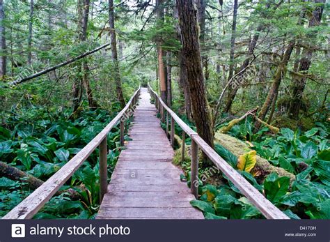 Ein Wanderweg Durch Den Dichten Regenwald In Der Great Bear Rainforest