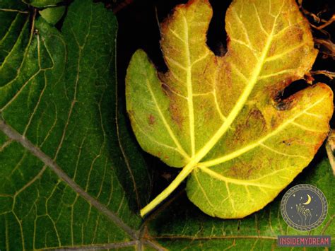 Fig Leaf Dream Meaning Decoding Symbolism In Your Dreams