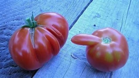 Sexy Vegetable Photo Collection Youtube