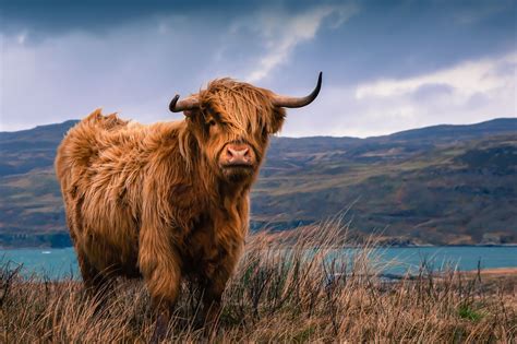 10 Feed A Highland Cow In Pictures Scotlands Famous Redheads