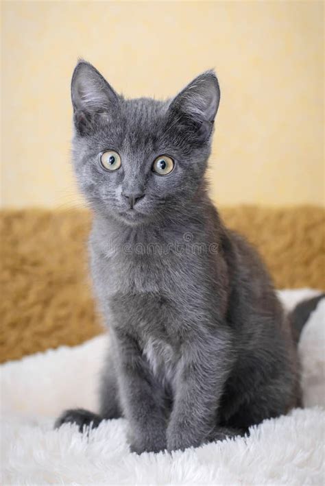Funny Gray Kitten Stock Image Image Of Photo Beast 24040323