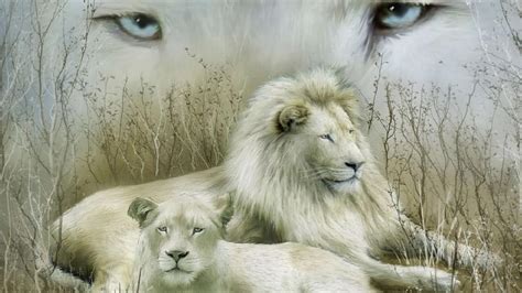 White Lions Hd Funny Wallpapers ~ Funny Wallpapers