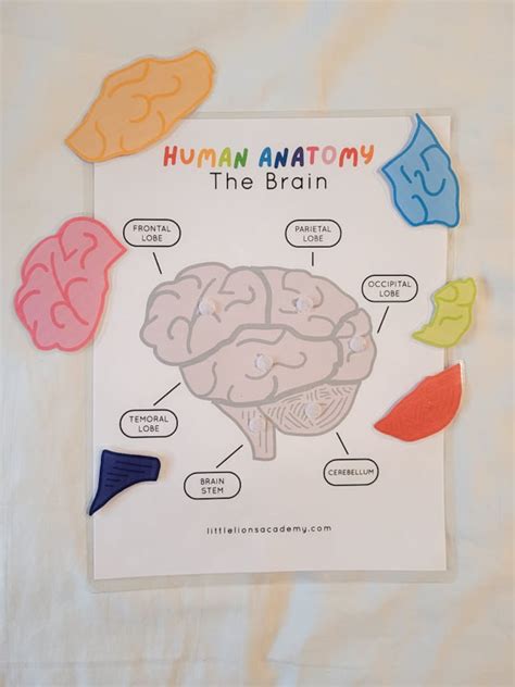 Brain Anatomy Puzzle Brain Anatomy Printable Activity Human Etsy