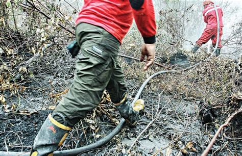 Kebakaran Hutan Dan Lahan Di Riau Bakal Kian Meluas Koran Jakarta Com