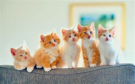 Kittens Kitten Cat Cats Baby Cute S Wallpaper 2560x1600