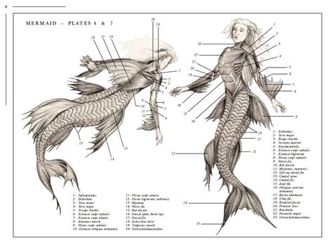 Scientific Illustration Ulaulaman The Anatomy Of A Mermaid From The
