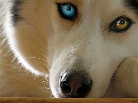 White Wolf 20 Striking Photos Of Huskies With Different Colored Eyes