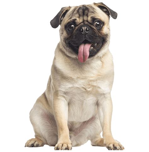 Cute Pug Png Transparent Hd Photo Png All Png All