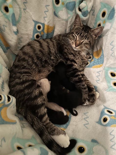 I Took In A Stray Pregnant Cat Last Thursday And She Had Her Kittens On