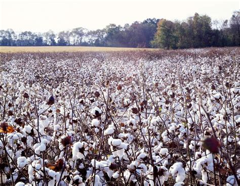 North Carolina Cotton Field Original Image From Carol M Highsmiths