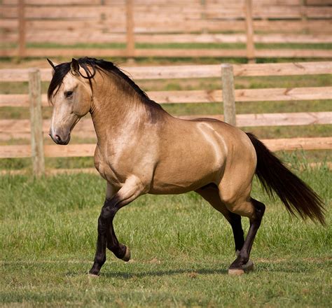 Mustang Mare Buckskin Horse Buckskin Mustang With Black Mane Stock