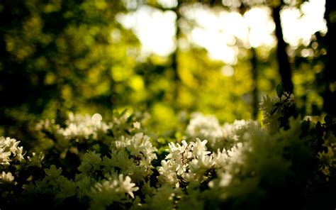 Wallpaper Wood Greens Flowers White 2560x1600 Wallhaven