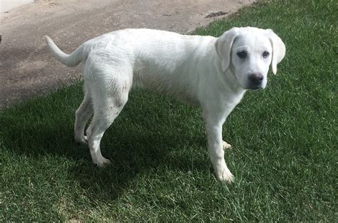 White Lab Photo Gallery Coal Creek Labrador Retrievers